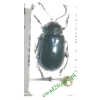Phratora vitellinae (Linnaeus, 1758) Jątrewka wiklinówka